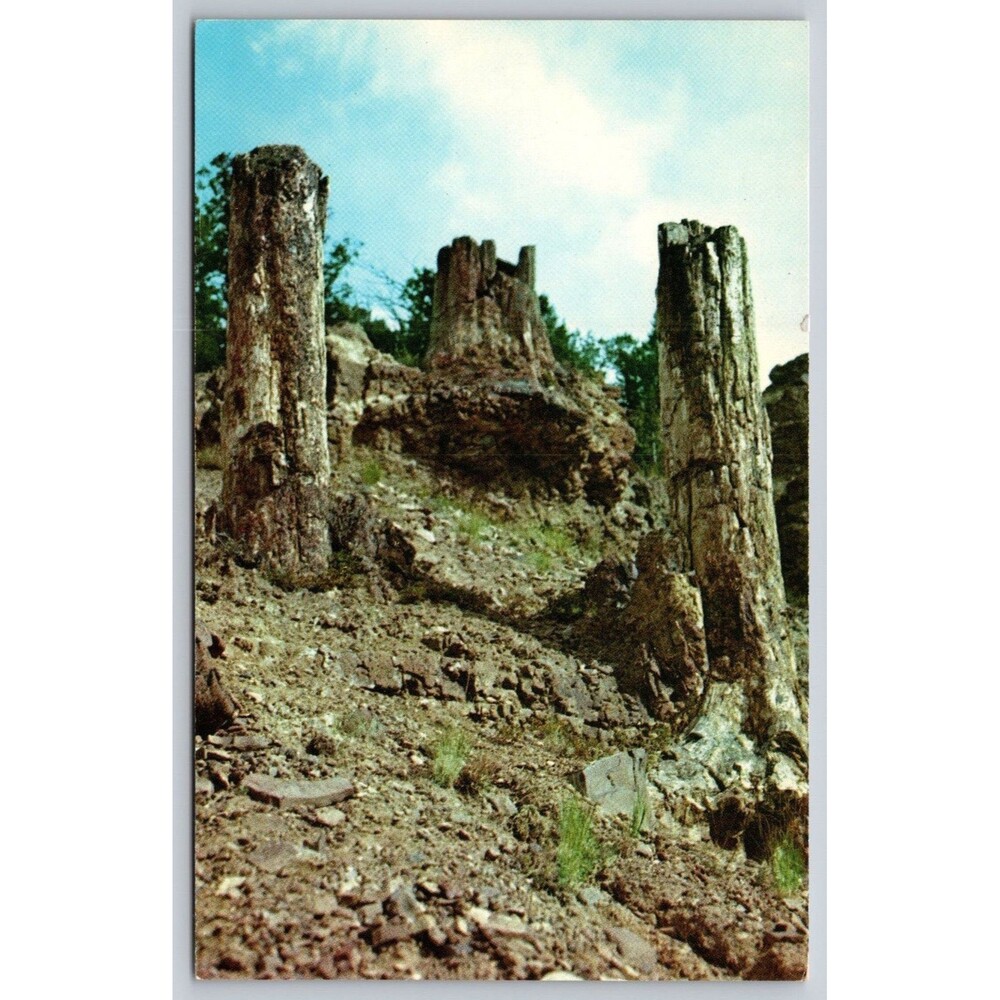 Vintage Yellowstone Postcard Petrified tree Stumps Specimen Ridge Haynes Studios